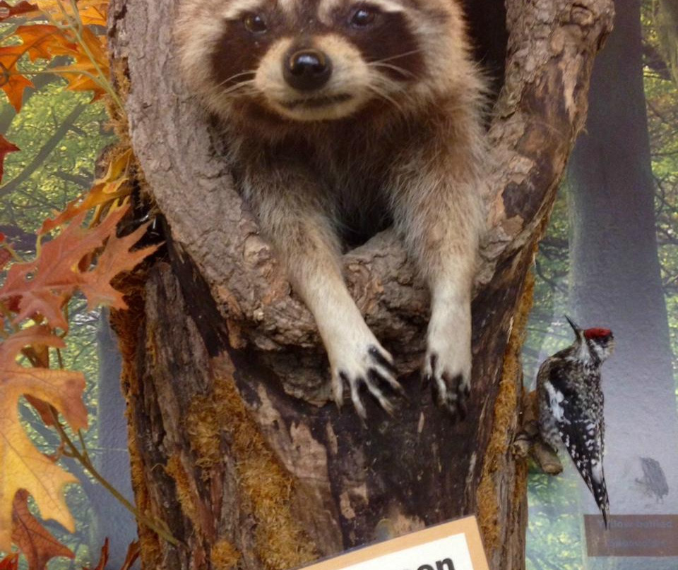 River Trail Nature Center-诺斯布鲁克必去景点