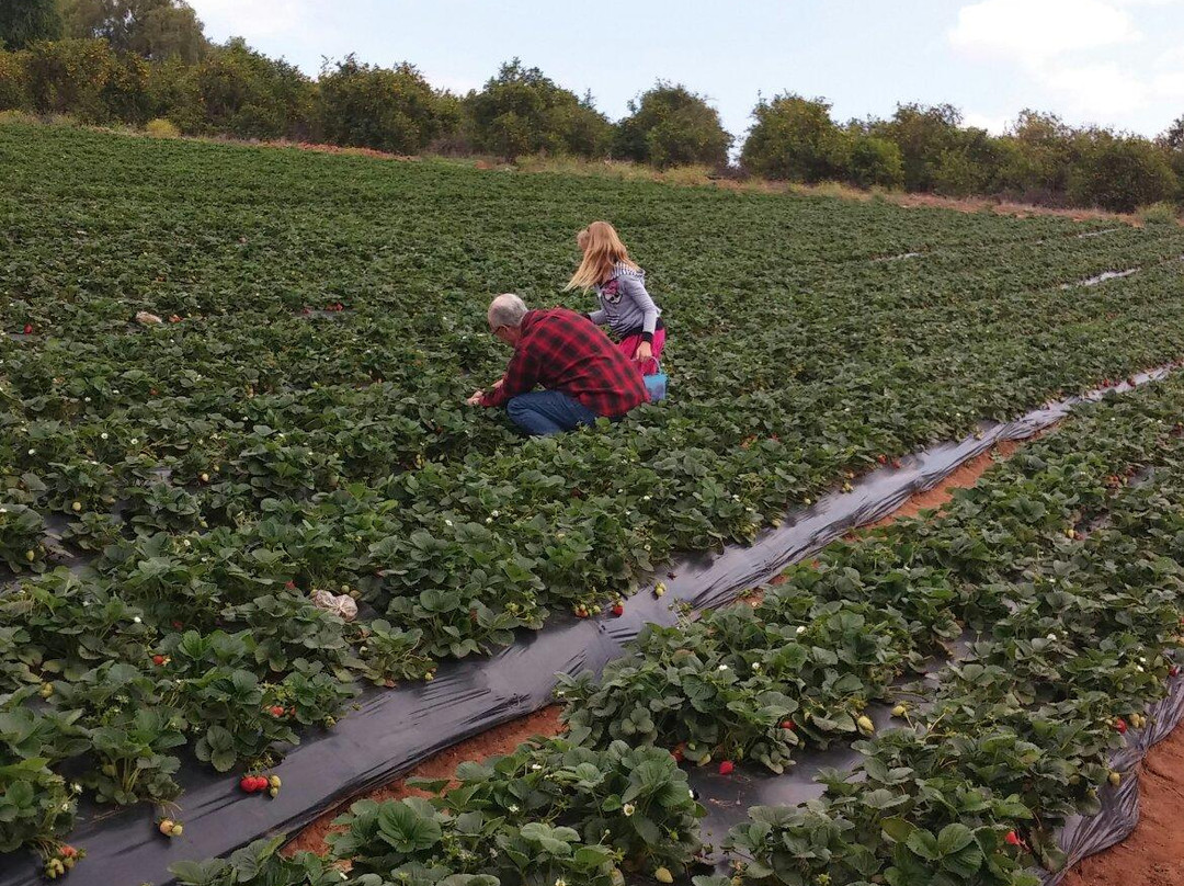 Kenny's Strawberry Farm-Fallbrook必去景点