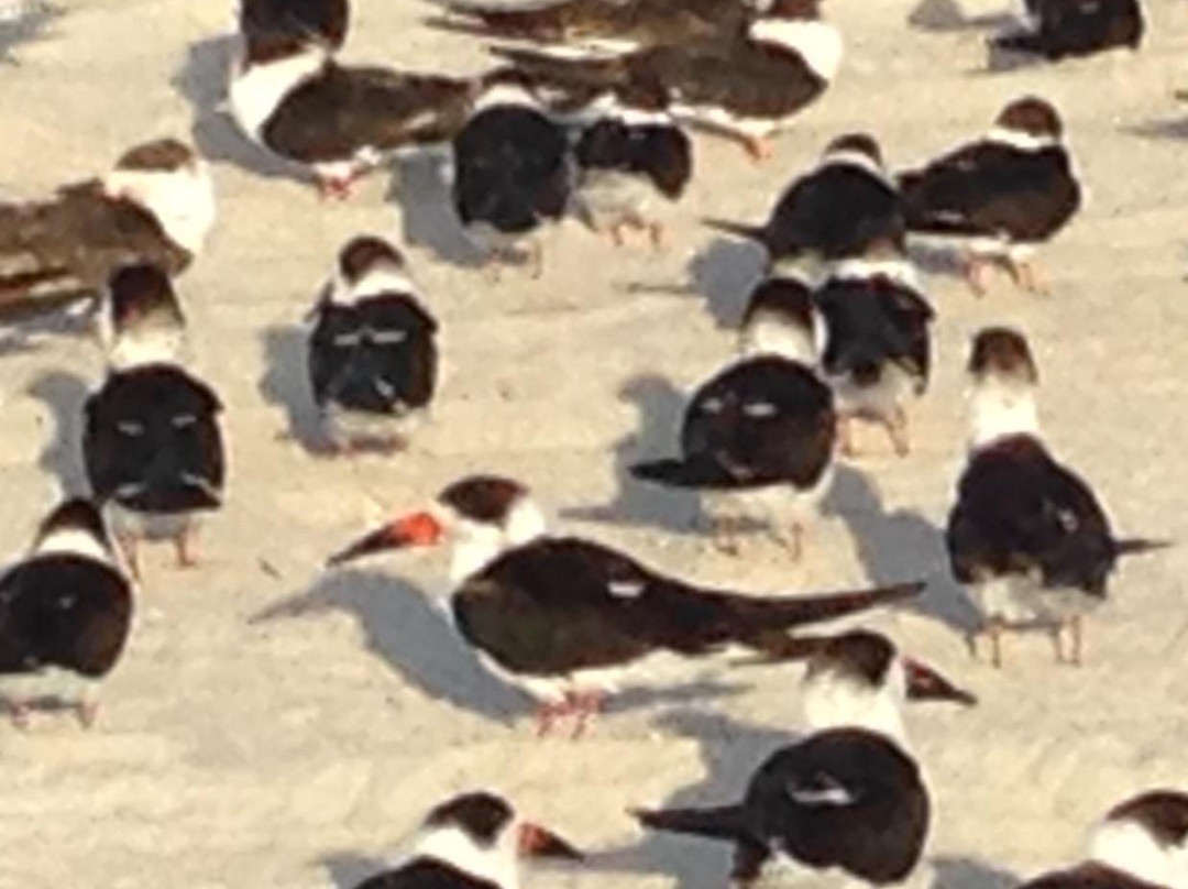 Beach Rentals And More-费尔南迪纳岛必去景点