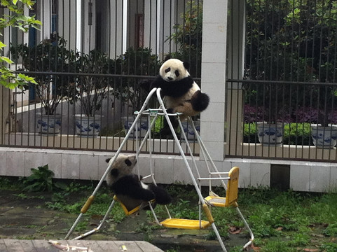 Panda Explore-成都必去景点