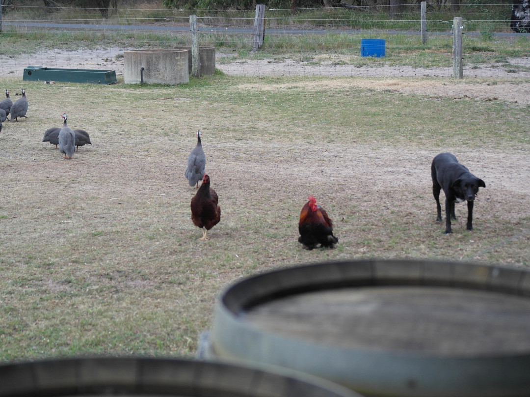Bonking Frog Wines-Boyanup必去景点