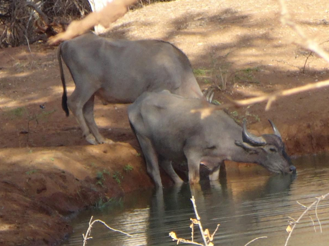 Yala Green Safari Tours-蒂瑟默哈拉默必去景点