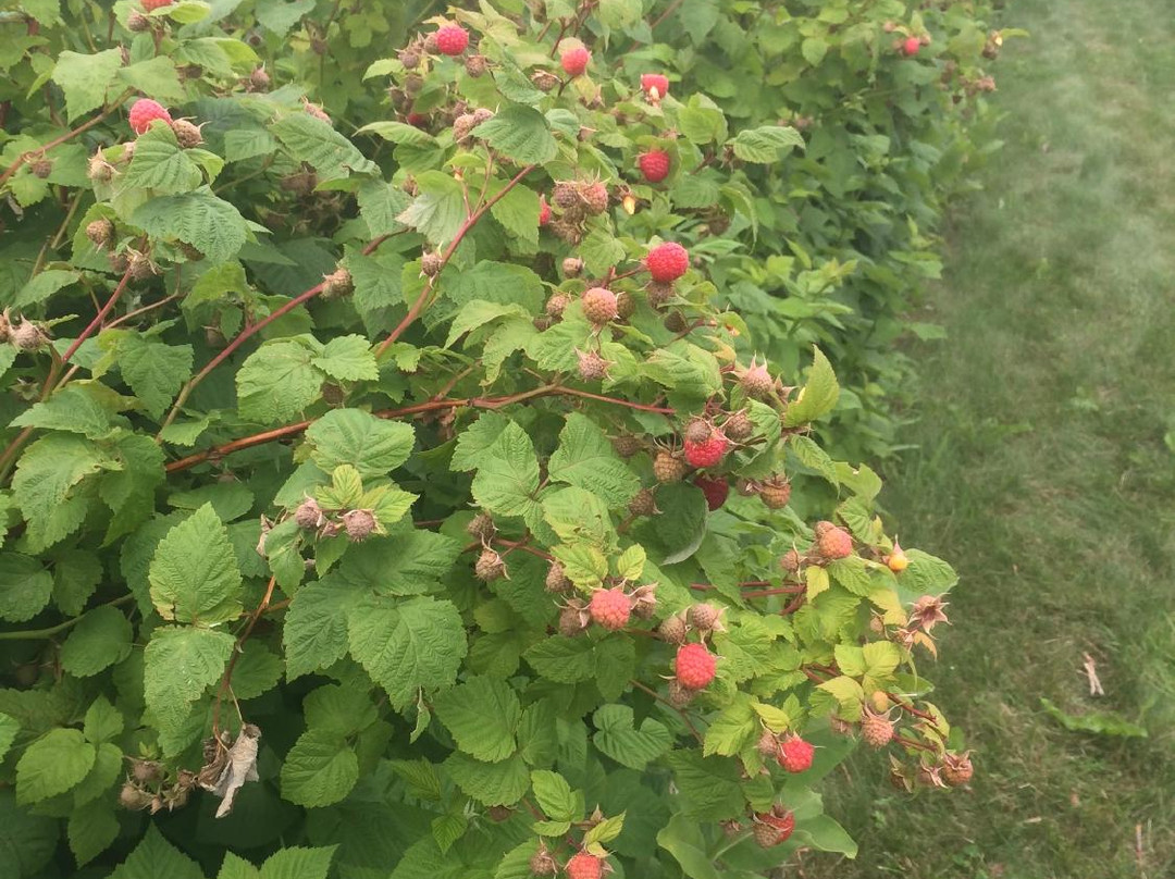 Blue Vista Farm-Bayfield必去景点