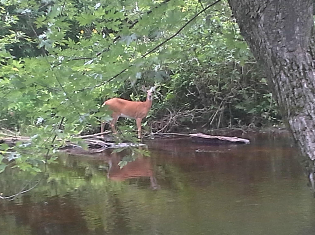 Isle of Ferns Park-Wausau必去景点