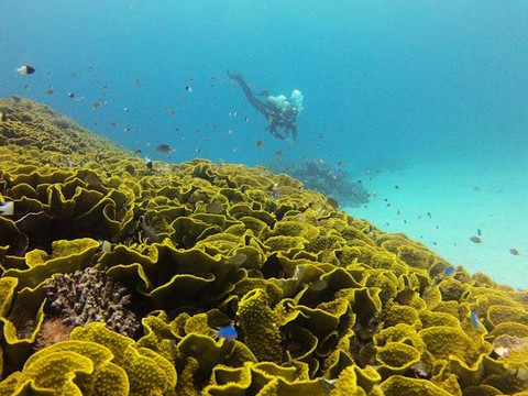 Ulunikoro Marine Conservation Area-卡达武岛必去景点