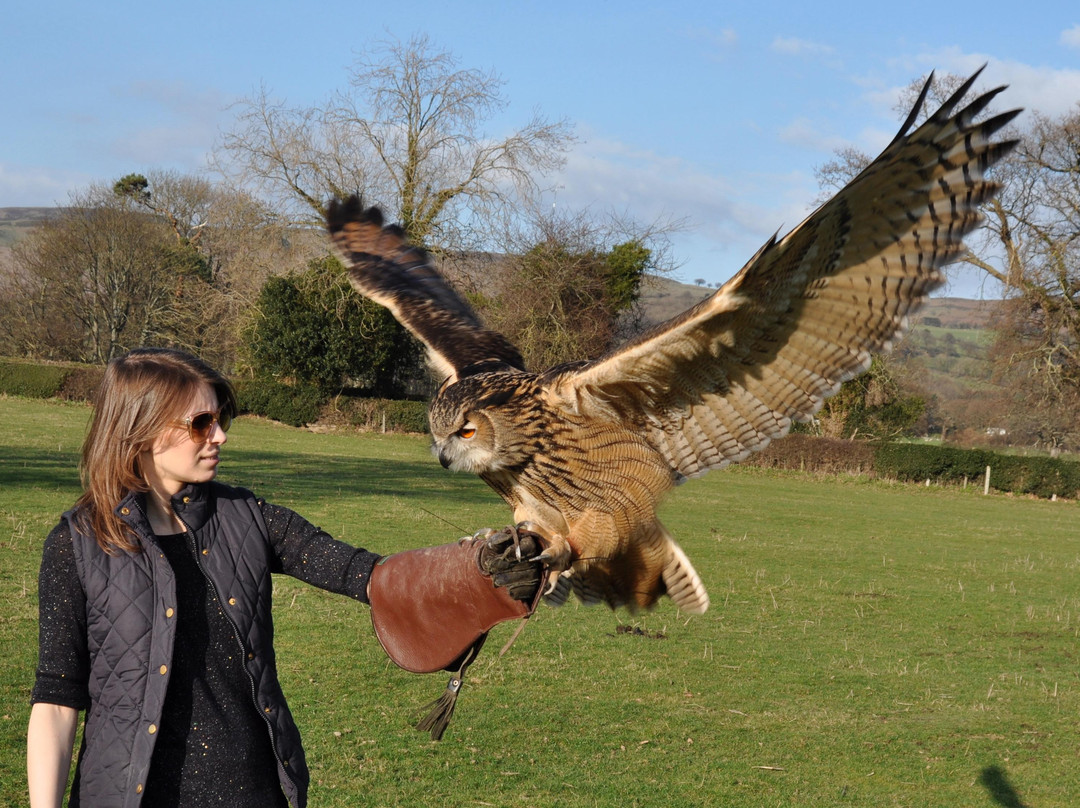 Falconry Experiences景点图片