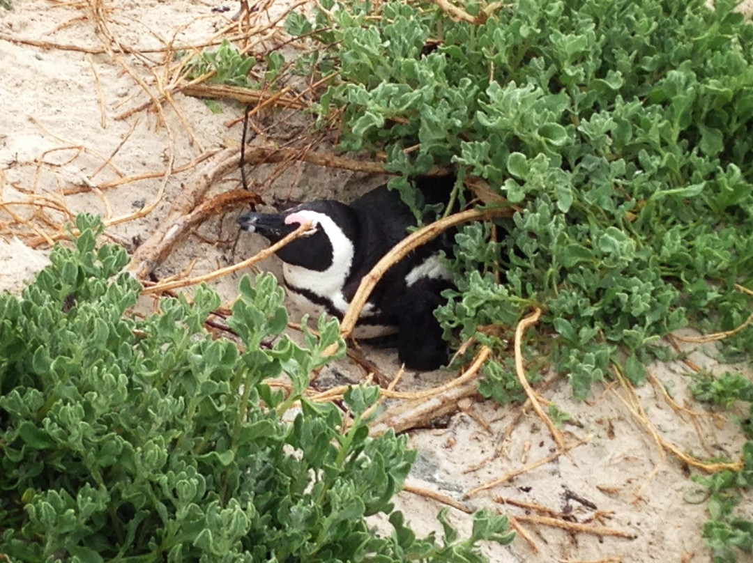 Hylton Ross Exclusive Touring-开普敦中心区必去景点