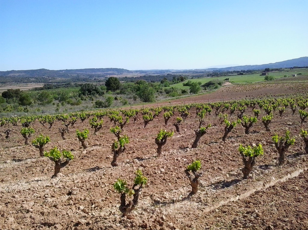 Sant Josep Wines景点图片