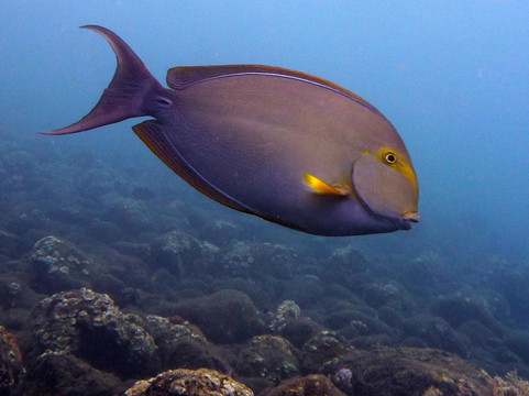 巴厘冒险水肺潜水-水明漾必去景点