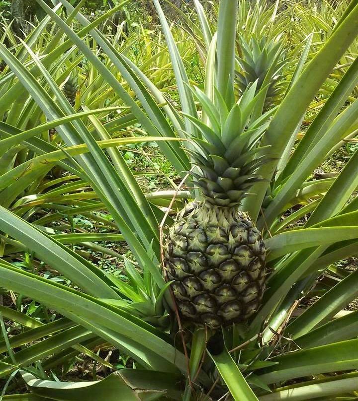 Hotel Campestre Tucanes主图