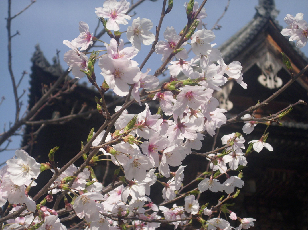 东寺-京都市必去景点