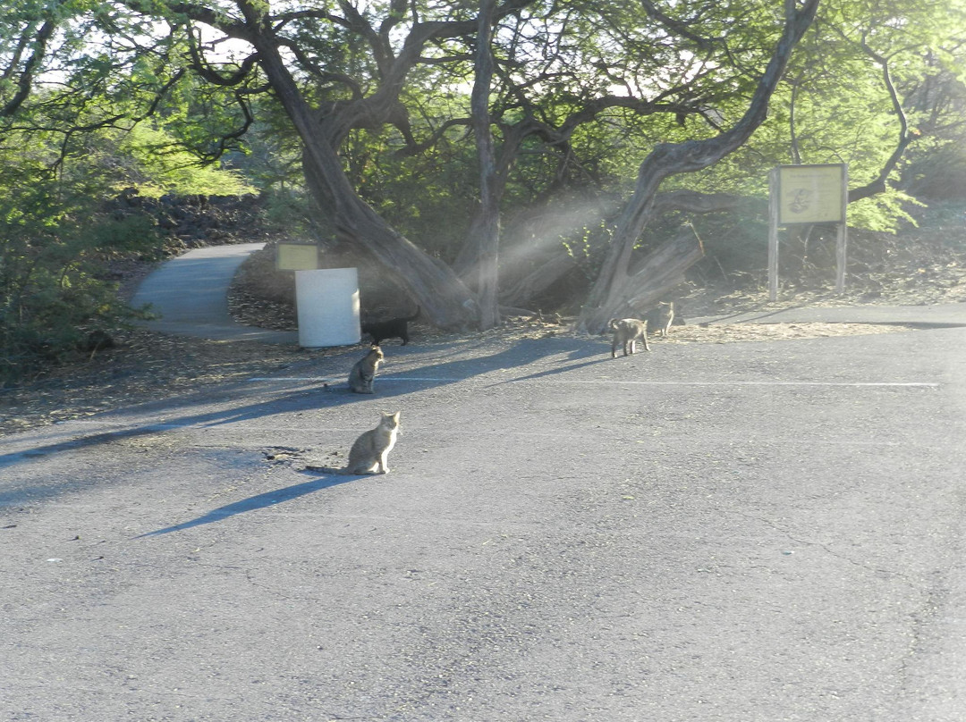 Holoholokai海滩公园-夏威夷大岛必去景点