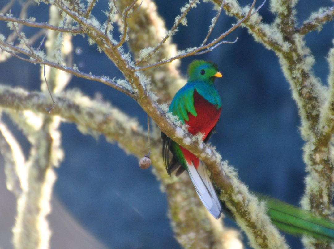 Miriam's Quetzals