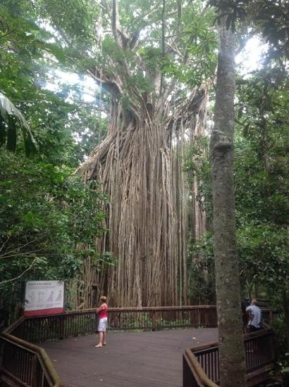 Curtain Fig National Park-Yungaburra必去景点