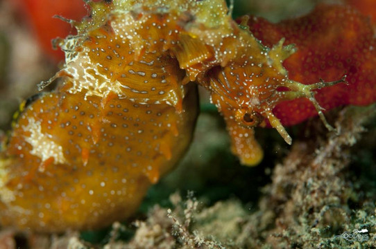 Oceanis Dive Center-Kolymbari必去景点