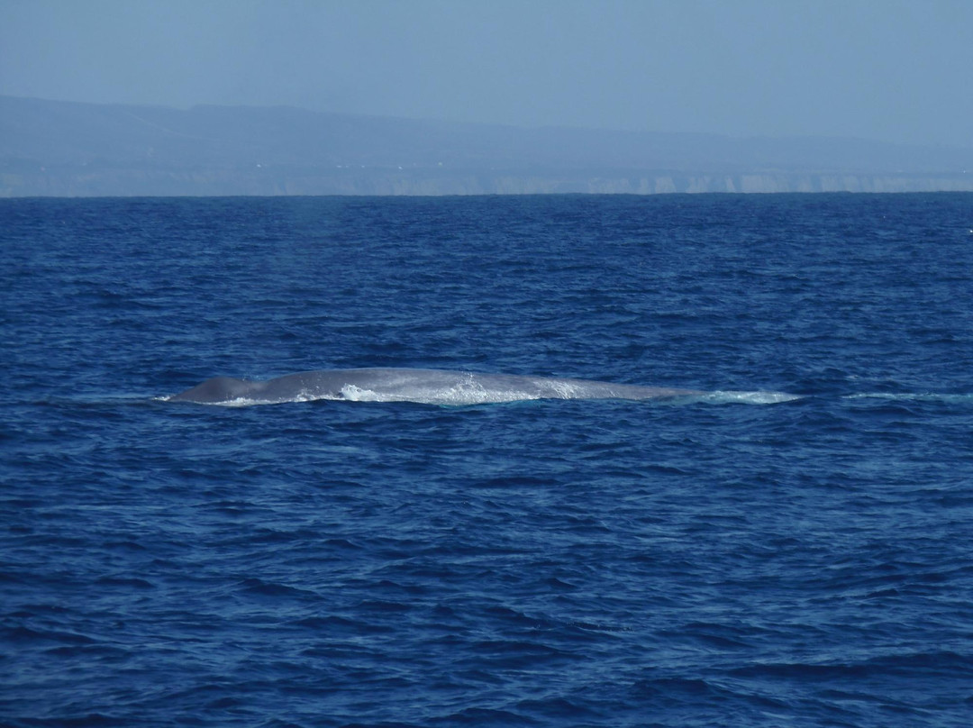 Catalina Express-德纳角必去景点