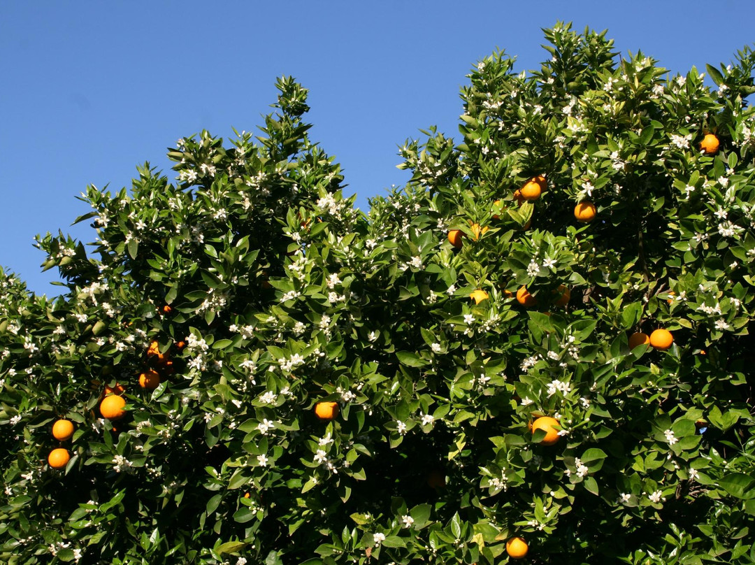 Sunland酒店住宿-Belmont Country Guest House