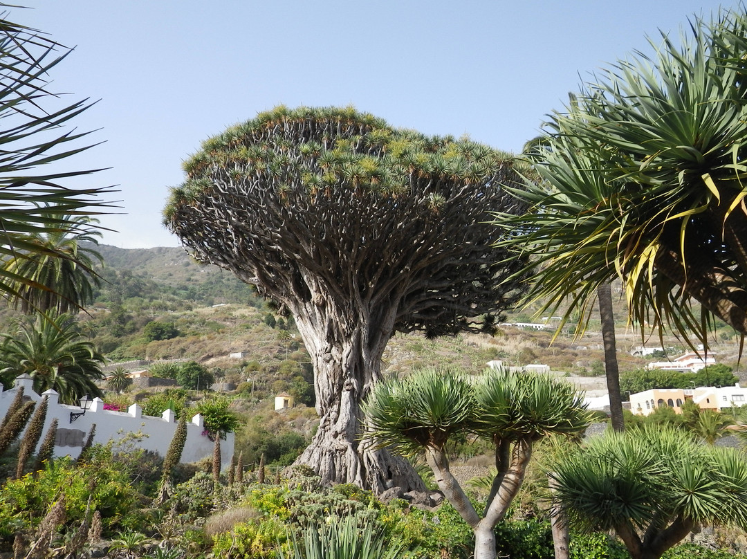 Parque del Drago景点图片