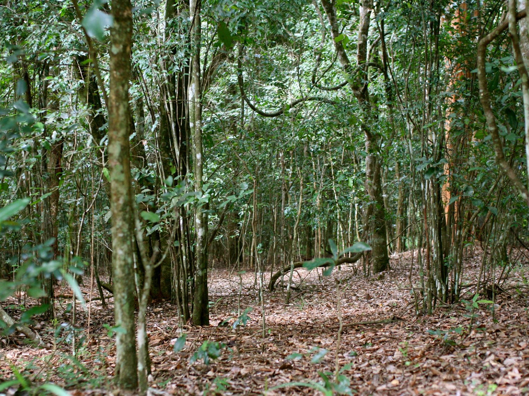 Karura森林-内罗毕必去景点