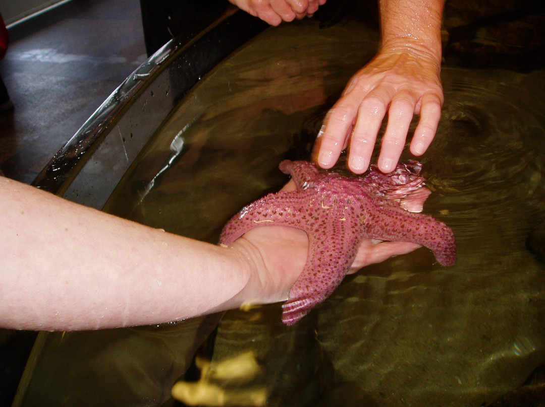 Santa Barbara Museum of Natural History Sea Center-圣巴巴拉必去景点