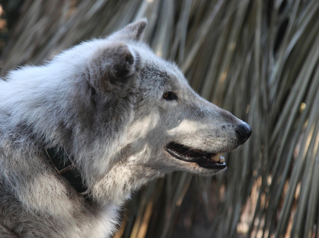 Shy Wolf Sanctuary Education & Experience Center景点图片