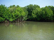 Pichavaram Mangrove Forest-Chidambaram必去景点