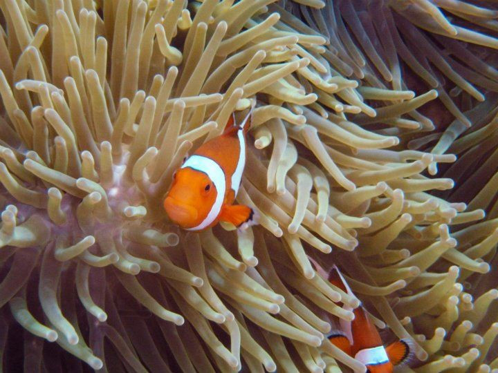 水游天堂潜水中心-图兰本必去景点