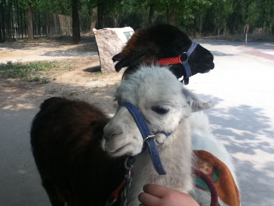 北京野生动物园-北京市必去景点