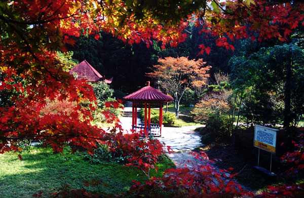 九江花径公园景点图片