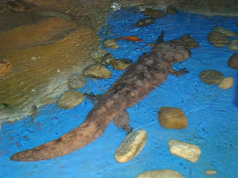 曲江海洋世界-西安市必去景点