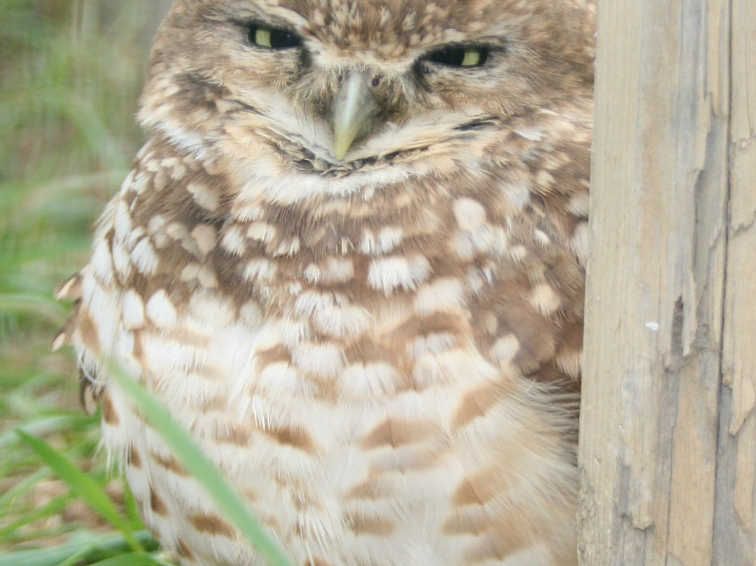 Saskatchewan Burrowing Owl Interpretive Centre-穆斯乔必去景点