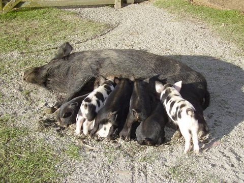 Cushchine Animal FarmYard Park-Kaikoura必去景点