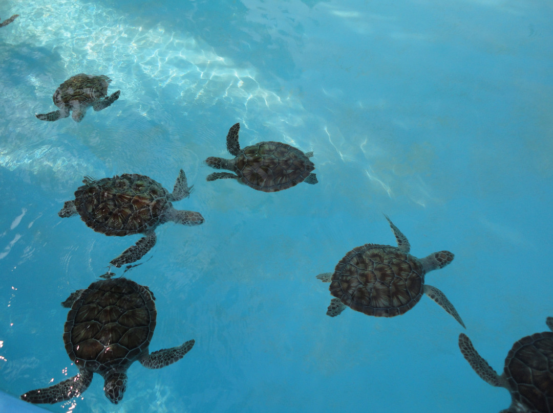Centro de Rescate de Tortugas Marinas景点图片