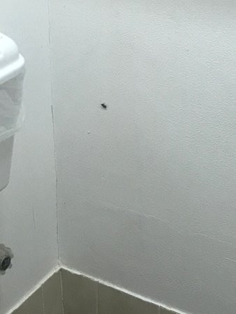 Palms Oasis Motel主图