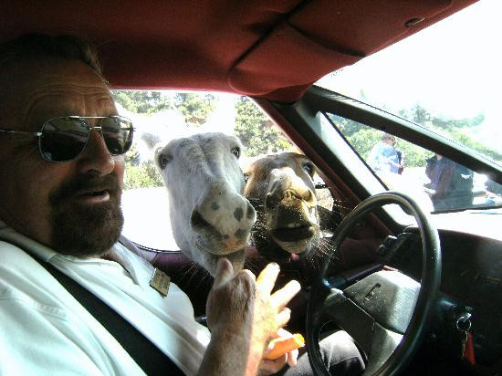 Golden Circle Tours-卡斯特必去景点