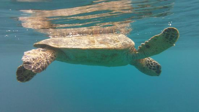 海豚发现之旅-凯鲁瓦-柯纳必去景点