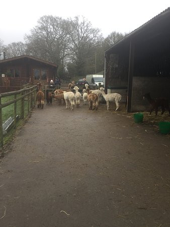 Pennybridge Farm Alpacas景点图片