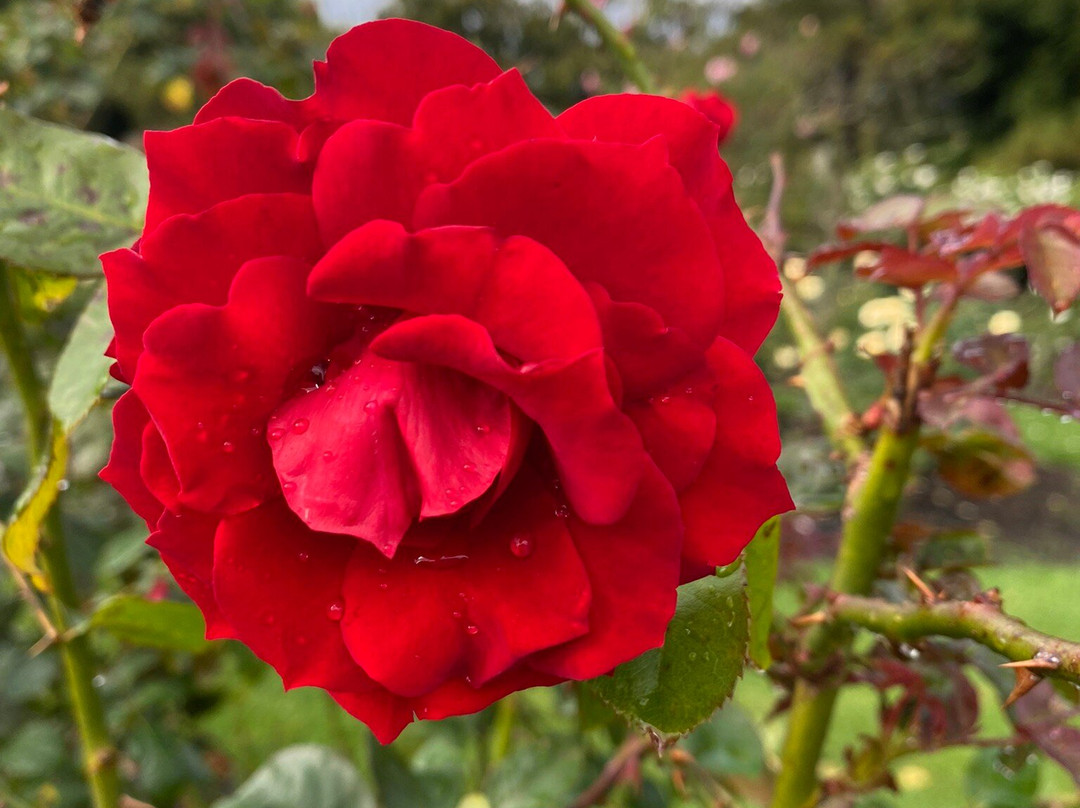 帕内尔玫瑰花园-奥克兰中心地区必去景点