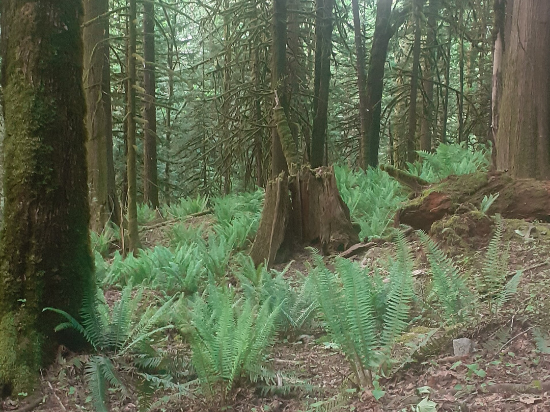 Flood Falls-霍普必去景点