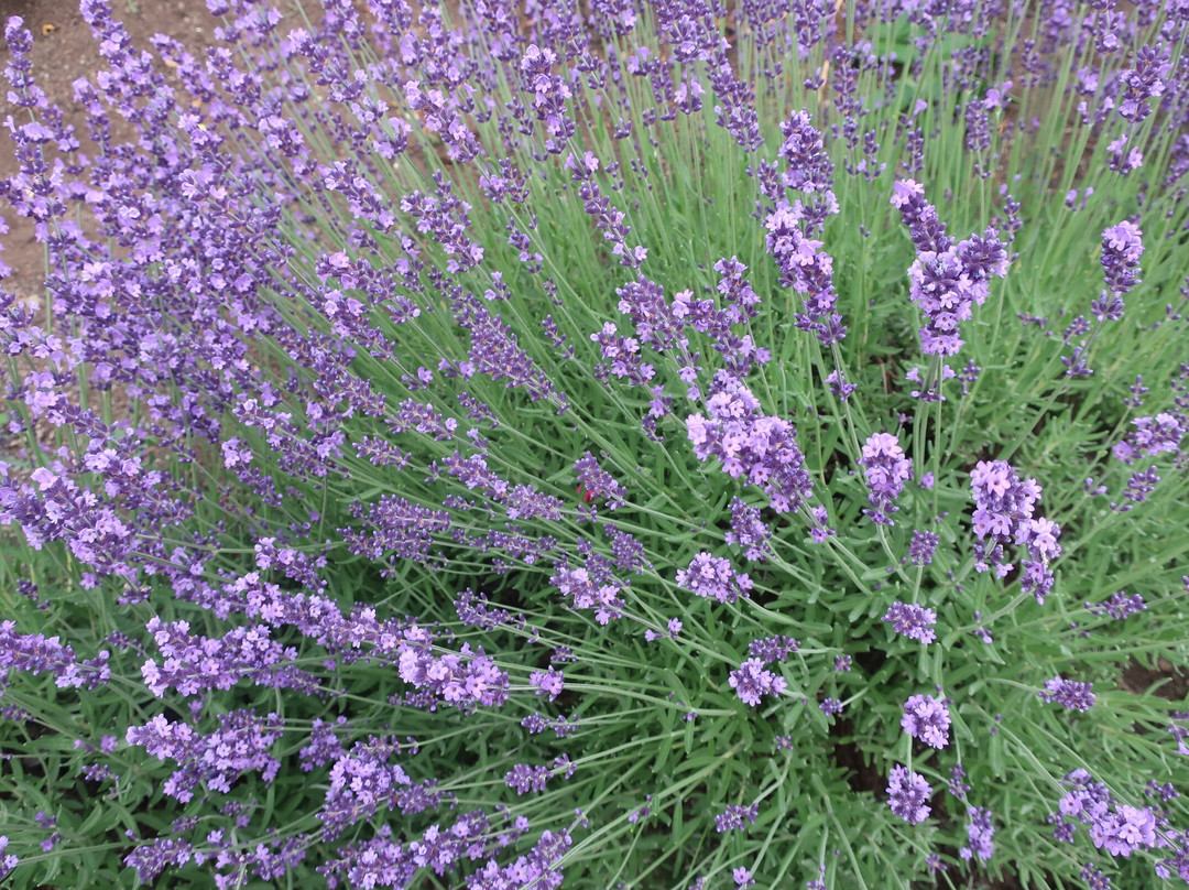 Iwamizawa Service Area Inbound-岩见泽市必去景点