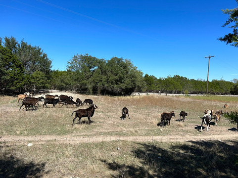 Ranch Road One Bike Rentals & Tours-弗雷德里克斯堡必去景点