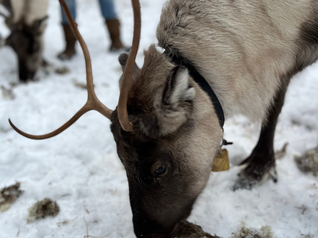 Kaatis Reindeers景点图片