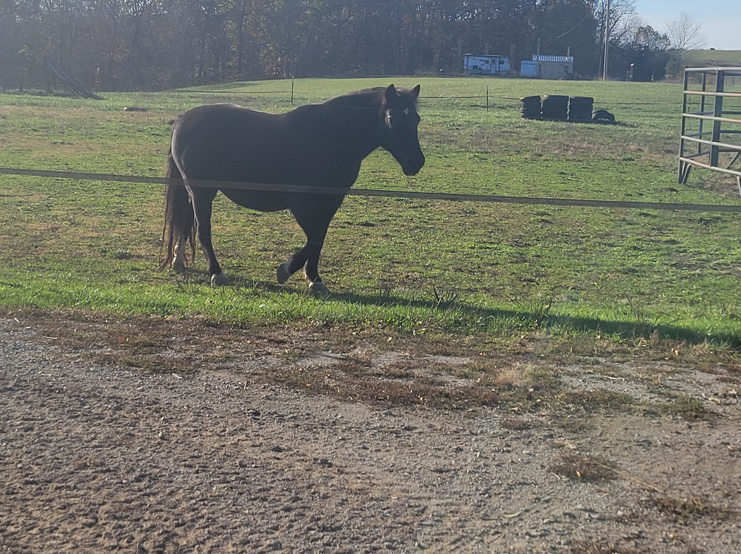 Equestrian Ridge Farm-New Plymouth必去景点