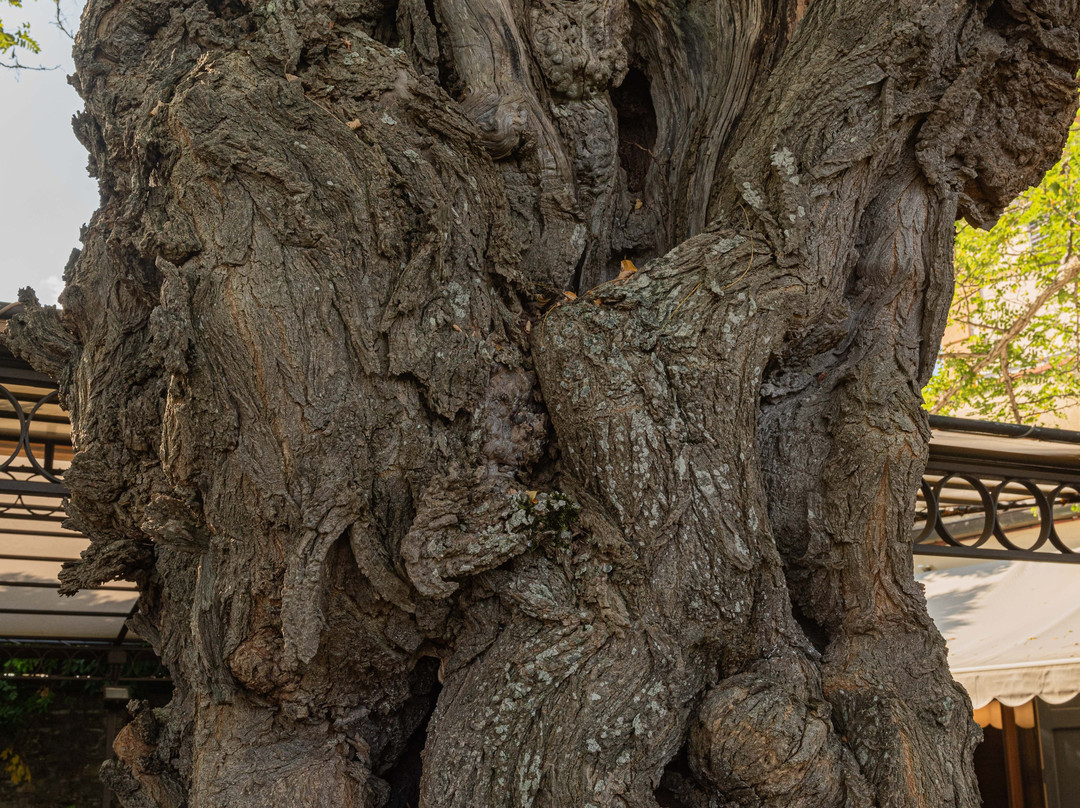 La Pensione di Vignamaggio主图