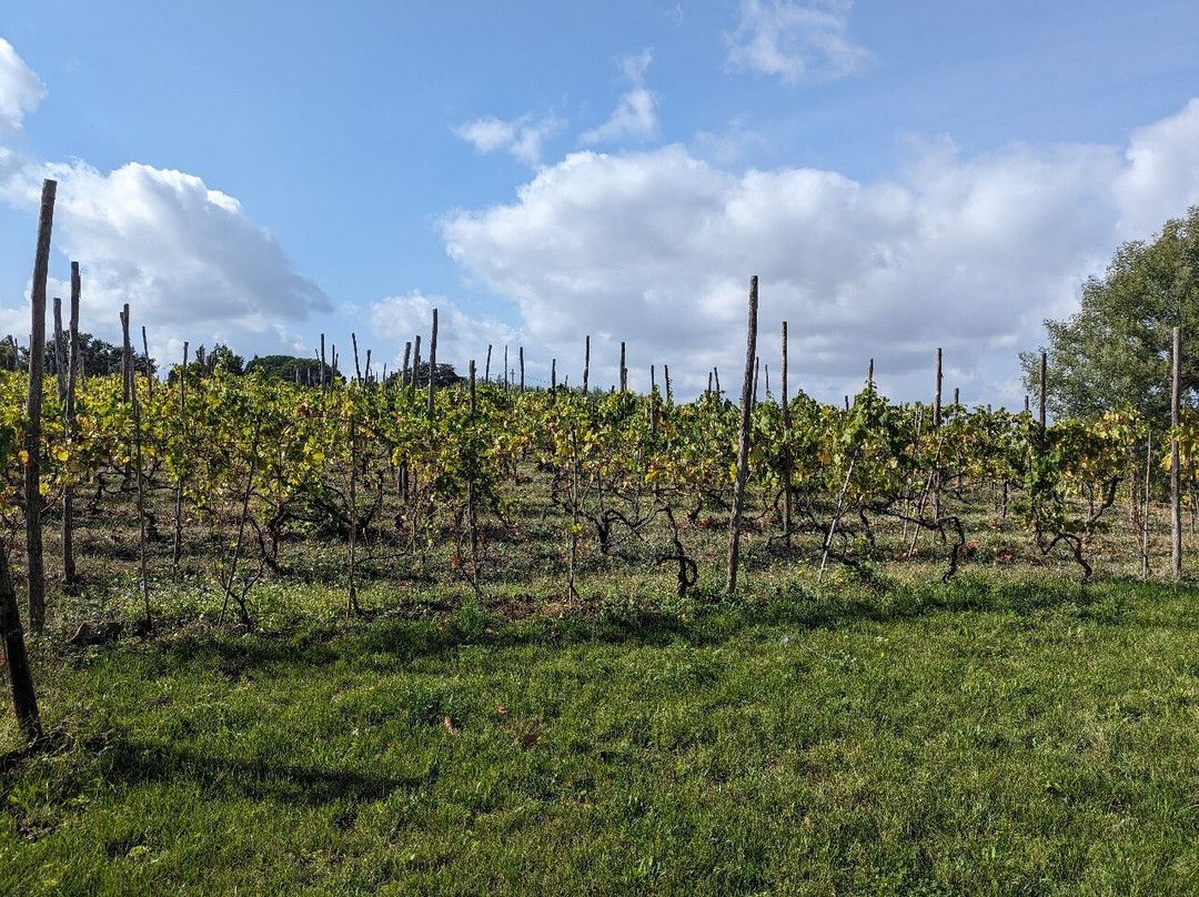 Minardi Winery - Frascati景点图片