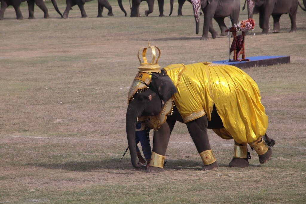 Surin Elephant Round-up-素林必去景点