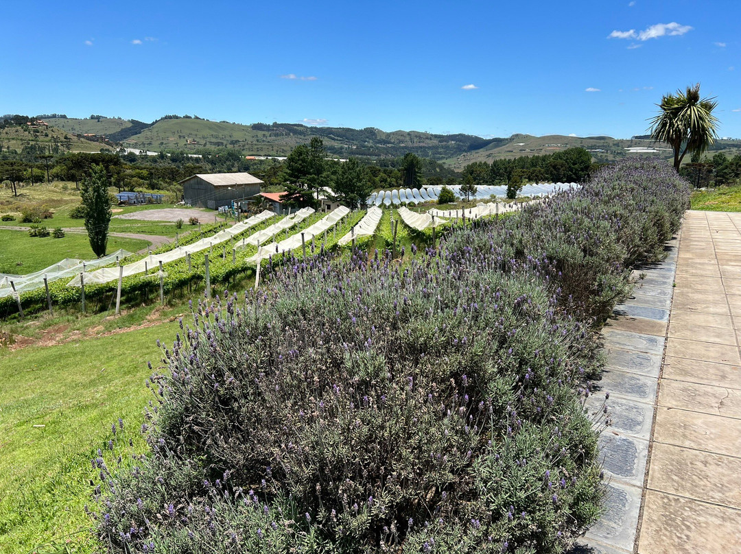 Vinhedos do Monte Agudo景点图片