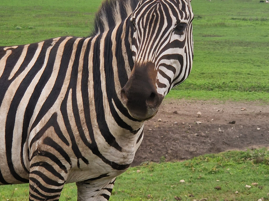 Volcano Tanzania Adventures-阿鲁沙必去景点