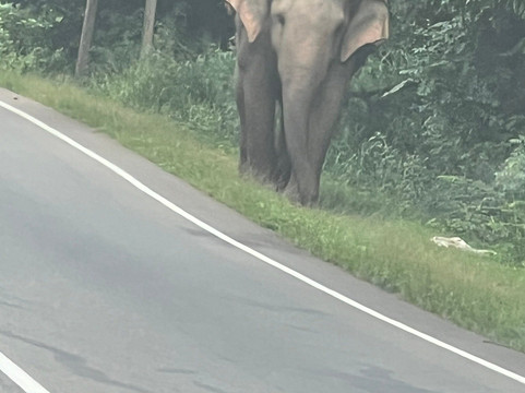 Prebu Lanka Tours-科伦坡必去景点