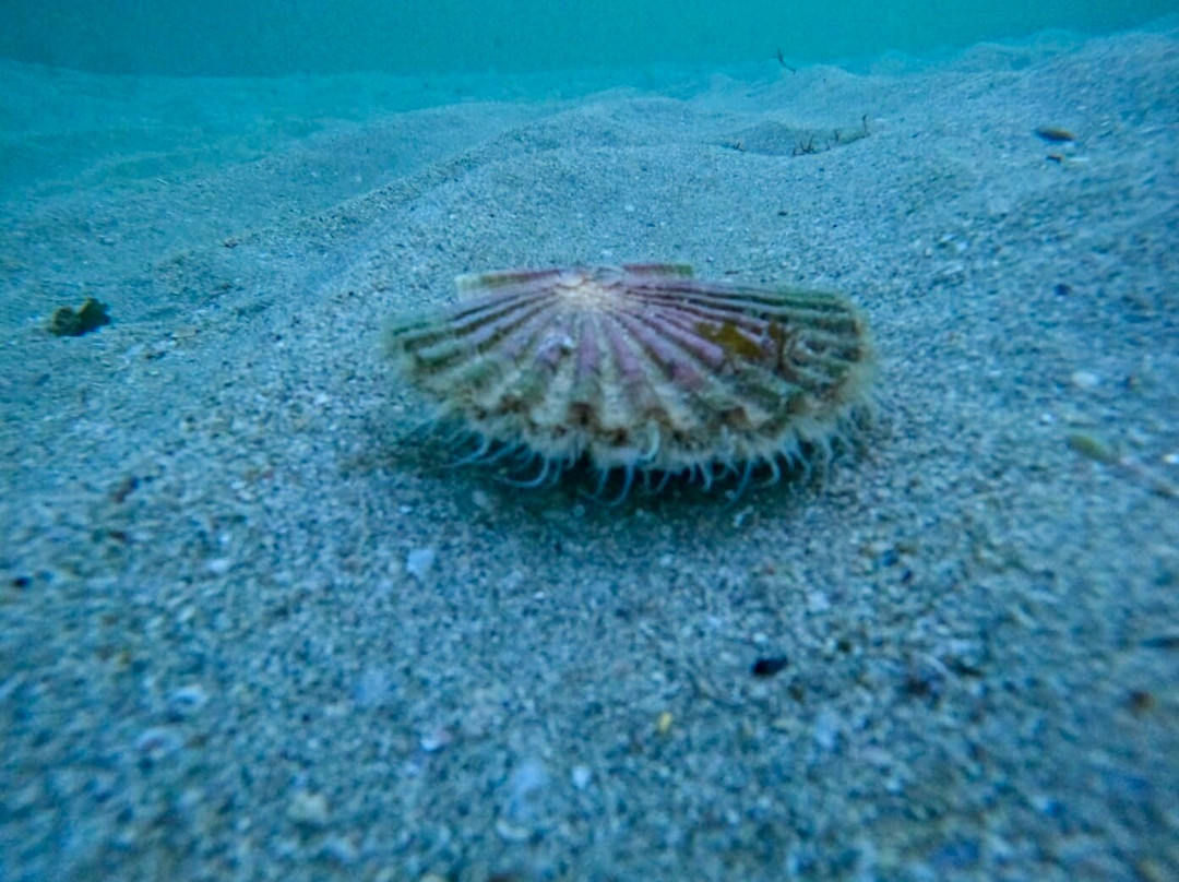 Buceo Finisterre景点图片